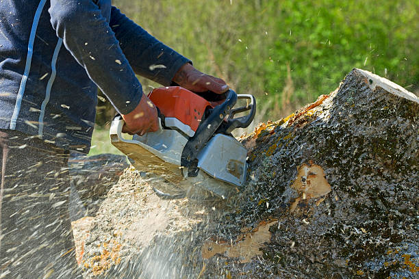 Tree Root Removal in Westville, NJ